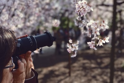 白天白花的浅焦点摄影